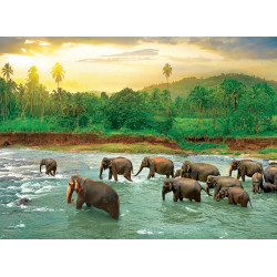 SAVE OUR PLANET: SELVA TROPICAL
