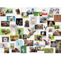 COLLAGE DE ANIMALES DIVERTIDOS