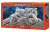 600 - SNOW LEOPARD CUBS