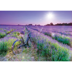 BICICLETA CAMPO DE LAVANDA