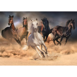 CARRERA DE CABALLOS