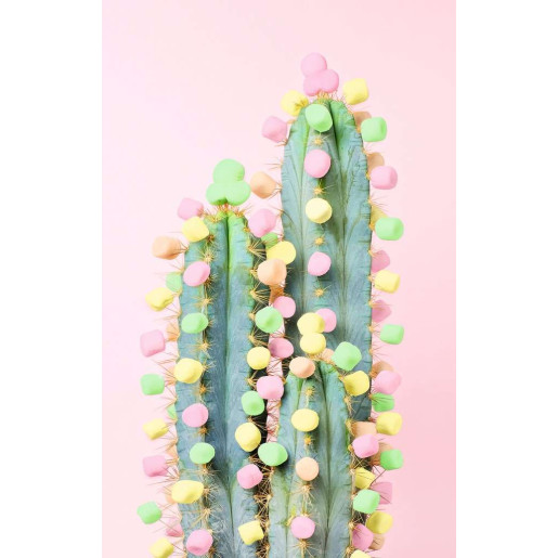 MOMENT CACTUS