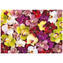 COLLAGE DE ORQUIDEAS