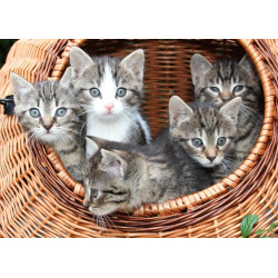 GATITOS EN LA CANASTA