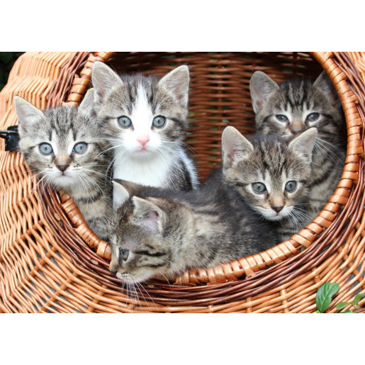 GATITOS EN LA CANASTA