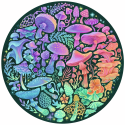 CIRCULAR - SETAS