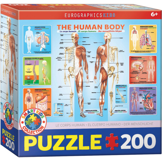 CUERPO HUMANO