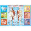 CUERPO HUMANO