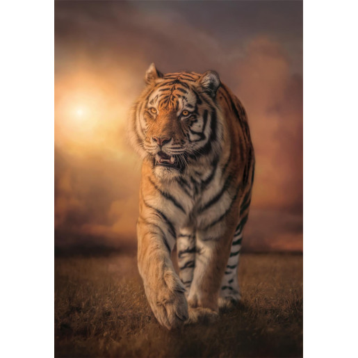 TIGRE - COMPACT BOX