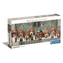 PANORAMA - BEAGLES - COMPACT BOX