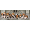 PANORAMA - BEAGLES - COMPACT BOX