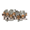 PANORAMA - BEAGLES - COMPACT BOX