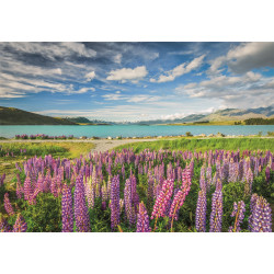 LUPINOS EN EL LAGO TEKAPO - COMPACT BOX