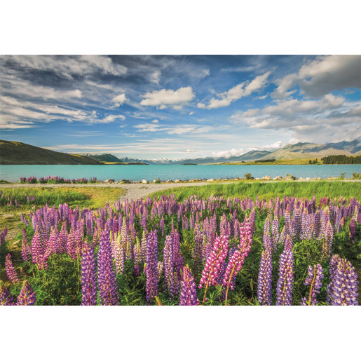 LUPINOS EN EL LAGO TEKAPO - COMPACT BOX