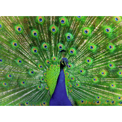 PAVO REAL