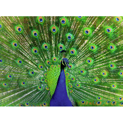 PAVO REAL