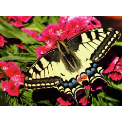 MARIPOSA
