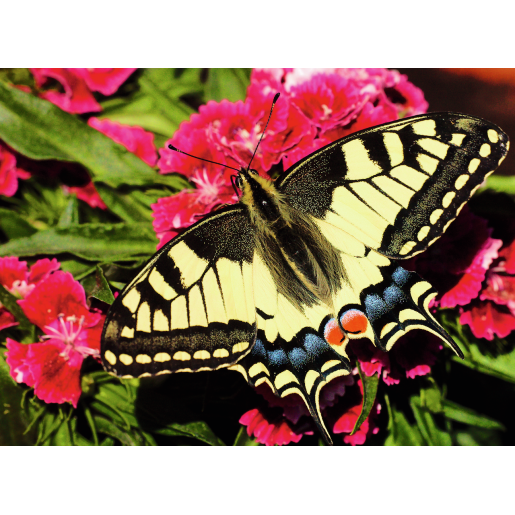 MARIPOSA