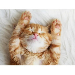 GATITO SOÑADOR - RAVENSBURGER