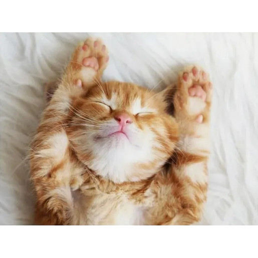 GATITO SOÑADOR - RAVENSBURGER