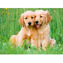 LOS HERMANOS GOLDEN RETRIEVER - RAVENSBURGER