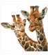 ALTO Y TIERNO - DIAMOND DOTZ