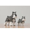 Schnauzer Mini