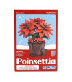 Poinsettia