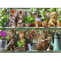 GATOS EN EL ESTANTE
