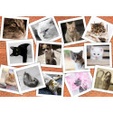 CATS