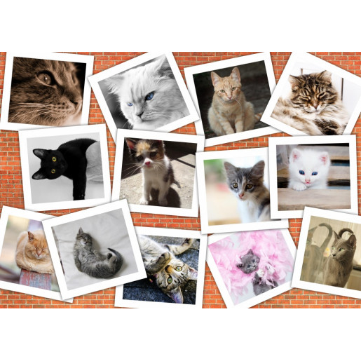 CATS