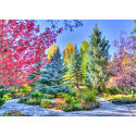 COLORFUL FOREST, COLORADO USA