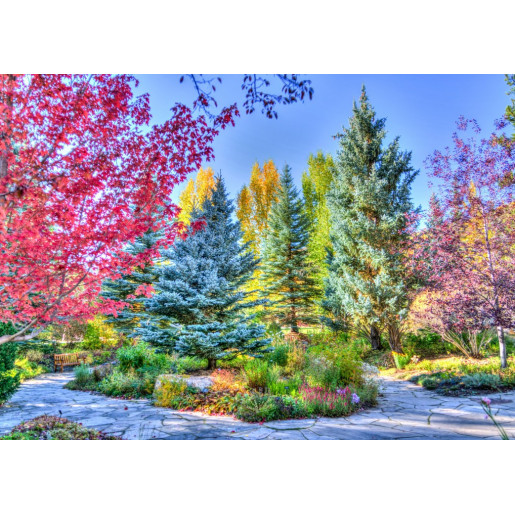 COLORFUL FOREST, COLORADO USA